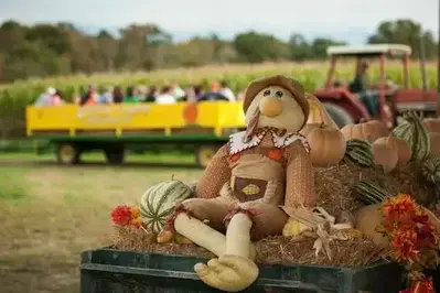 Stuffed Turkey - Halloween